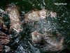 Otter