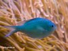 Seewasseraquarium