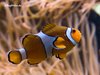 Nemo (Clownfisch)