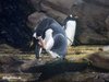 Pinguin