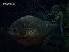 Piranha