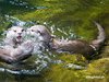 Otter