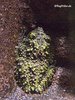 genialer Frosch
