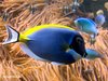 Seewasseraquarium