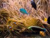 Seewasseraquarium