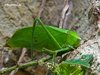 Wandelndes Blatt