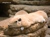 Gundi
