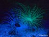 Anemonen