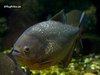Piranha