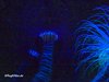 Anemonen