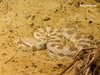 Hornviper