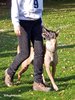 Enya von der Krähenschmiede