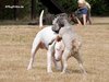 typisch Kampfhund...