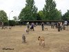 Hömmele Hunde