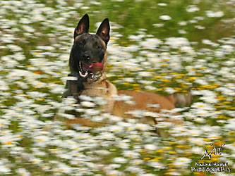 Jack - Foto: Nadine Haase