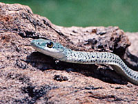 Spotted Bush Snake Namibia