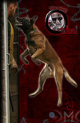 Malinois vom b�sen Onkel
