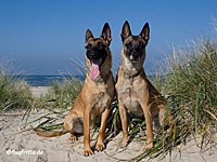 Enya & Bagani Texel 2010