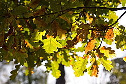 Herbst 2009