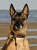 Enya 2012