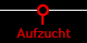 Aufzucht