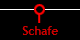 Schafe