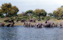 der Okavango-Fluss