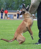 Championat 2008