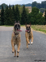 Enya & Ally