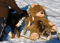 Riesen-Monster-Teddy