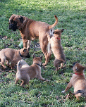 Bullmastiff-Besuch