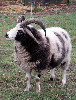 Gustav