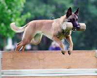 province championships 2007
