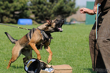 Foto: www.dogs.ch